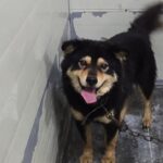 우리는 왜 이 아이의 가족을 아직 찾지 못했을까요? 18 pet 1774417837163