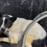 차가운 율곡면 길 위에서 발견된 작은 그림자, 경계심 뒤에 숨겨진 상처를 보듬어 줄 가족을 기다립니다 3 pet 1774419863979