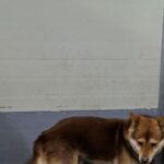 차가운 바람 속 율곡면의 그림자: 공고번호 '경남-합천-2026-00133', 작은 영혼의 기다림 15 pet 1774420664849