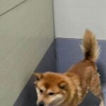 우리는 왜 이 아이의 가족을 아직 찾지 못했을까요? 합천 대양면 배회 갈색 믹스견 구조 공고 16 pet 1774421455325