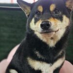 공고번호 경남-창원1-2026-00182, 학대 의심 시바견은 왜 여전히 보호소에 있을까요? 16 pet 1774431678115