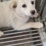 차가운 세상 속, 의령 대의면에서 발견된 순백의 작은 믹스견 1 pet 1774510866225