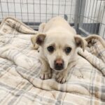 우리는 왜 이 아이의 가족을 아직 찾지 못했을까요? – 경남 거창의 한 유기견 이야기 9 pet 1774518084109