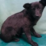 어느 봄날 오후, 자인 읍천리에서 들려온 가냘픈 울음소리 17 pet 1774539677794