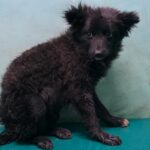 젖고 엉킨 검은 털, 경계하는 눈빛의 작은 믹스견, 따뜻한 가족을 기다립니다 15 pet 1774546863827