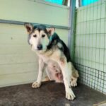 오늘 오후, 포항 장기면을 뒤흔든 늑대 소동? 긴급 포획된 라이카의 사연 6 pet 1774597261250