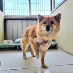 엉킨 털과 상처가 가슴 아픈 믹스견, 애타게 가족을 기다립니다 4 pet 1774604458227