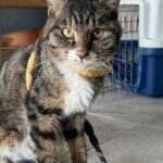 경북 포항 흥해읍 초곡지구, 옆구리 상처로 긴급 구조된 한국 고양이 소식 15 pet 1774611666508