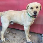 밀양 상동면, 애교쟁이 리트리버의 간절한 기다림: 따뜻한 손길을 찾습니다 9 pet 1774771414361
