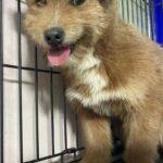 매력적인 털이 돋보이는 믹스견, 밀양에서 새 가족을 찾습니다 13 pet 1774771564558