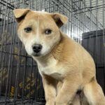 단장면 길 위에서 만난 작은 천사, 금색&흰색 믹스견의 눈물 10 pet 1774771616801