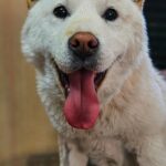 앞발 미용 흔적과 꼬순내나는 매력, 진해 에너지환경과학공원 '경남-창원1-2026-00175' 가족을 기다리다 17 pet 1774772298619