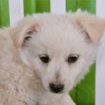 겁많고 엄살 있는 흰색&황갈색 믹스견, 진주 대곡면에서 발견된 아이의 이야기 16 pet 1774783777580