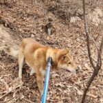 우리는 왜 이 아이의 가족을 아직 찾지 못했을까요? 13 pet 1774791666446