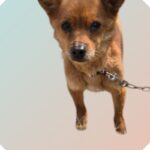 경북 청도 각남면에서 발견된 어린 믹스견, 우리는 왜 이 아이의 가족을 아직 찾지 못했을까요? 17 pet 1774806078711