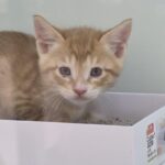 영덕읍야성길, 작은 심장이 전하는 구조 신호: 연갈색 아기고양이를 가족으로 맞이해주세요 13 pet 1774834872739