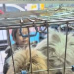 차가운 도랑에서 발견된 작은 생명, 녀석의 눈망울이 우리에게 묻습니다 14 pet 1774842069860