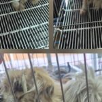 생기 잃은 눈빛으로 도랑에 갇혔던 아이, 새로운 기적을 기다립니다 16 pet 1774849274089