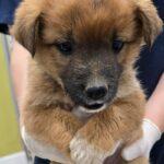 발끝이 하얀 갈색 믹스견, 합천 가회면에서 발견된 작은 생명의 이야기 17 pet 1774870868019