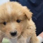 흙먼지 묻은 털, 이마의 흰 무늬... 합천 가회면에서 발견된 작은 믹스견의 애절한 기다림 18 pet 1774878082812