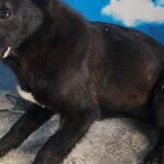 세종시 전동면에서 발견된 '세종-세종-2026-00072' 아이, 우리는 왜 이 아이의 가족을 아직 찾지 못했을까요? 18 pet 1774885263607