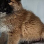 세종시 연서면 고복바베큐장 인근, 어린 강아지의 긴박한 구조 현장! 14 pet 1774892474300