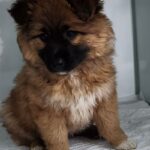 세종시에서 발견된 특별한 믹스견, 따뜻한 품으로 안아줄 가족을 애타게 찾습니다. 15 pet 1774899666866