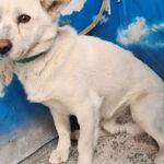 초록 목줄의 백색 믹스견, 세종 금남면에서 가족의 손길을 간절히 기다립니다 14 pet 1774921279635