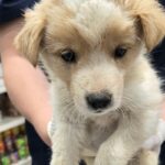 우리는 왜 이 아이의 가족을 아직 찾지 못했을까요? 18 pet 1774928466440