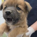 우리는 왜 이 작은 생명의 가족을 아직 찾지 못했을까요? 17 pet 1774957271326