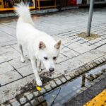 데이터로 여는 두 번째 삶: 지역별 유기견 보호소 위치 기반, 맞춤형 입양 전략 보고서 7 pet 6JWS0lpWEOE