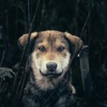 내 동네 유기견, 공고기간 10일 후 어디로 사라지나? (데이터 기반 전국 보호소 '생존 경로' 추적 리포트) 5 pet 8N3LbIqGrhY