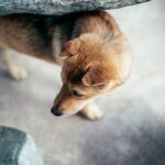 파양률 11.8%의 비극, 당신의 '진심'이 아닌 '현실'이 막습니다: 15년차 전문가의 유기견 입양 최종 점검표 6 pet 9C UFKGvVaI