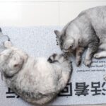 당신의 '검색'이 유기견의 '생존 지도'를 결정한다: 전국 보호소 유형별 데이터 및 위치 기반 생존 전략 리포트 7 pet YxujOq56QcI