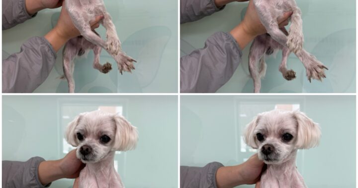 pet en 1772993807953