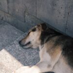 당신의 '검색'이 유기견의 '생존 지도'를 결정한다: 전국 보호소 유형별 데이터 및 위치 기반 생존 전략 리포트 7 pet l5I0 K5Nbyg