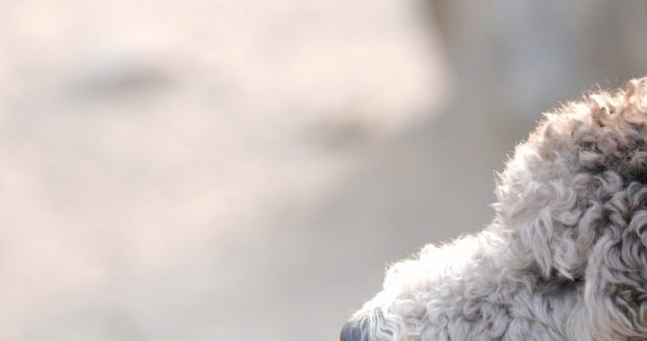 pet rotate UIVEAo1ikUg 8