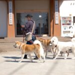 골든타임 10일, 내 근처 유기견은 어디로 가야 살 수 있나요? (빅데이터 기반 전국 동물보호센터 생존율 분석 리포트) 4 pet sFK0QQa5ElA