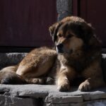 지도 앱에선 왜 안 나오죠? 정부 데이터로 '진짜' 우리 동네 유기견 보호소 찾는 3단계 실전 가이드 3 pet wI1knj3OF g