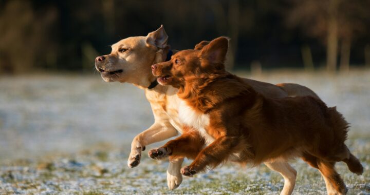 vincent van zalinge AjtGg8feZhg unsplash