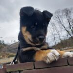 neugle pet 경남 거제 2026 00138