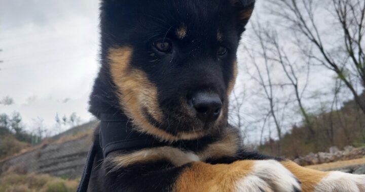 neugle pet 경남 거제 2026 00138