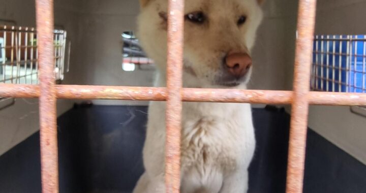 neugle pet 경남 거제 2026 00139