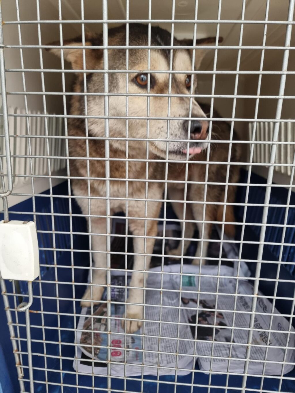 neugle pet 경남 거제 2026 00140