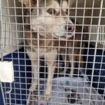 neugle pet 경남 거제 2026 00140