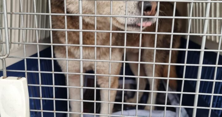 neugle pet 경남 거제 2026 00140