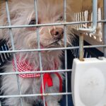 neugle pet 경남 거제 2026 00141