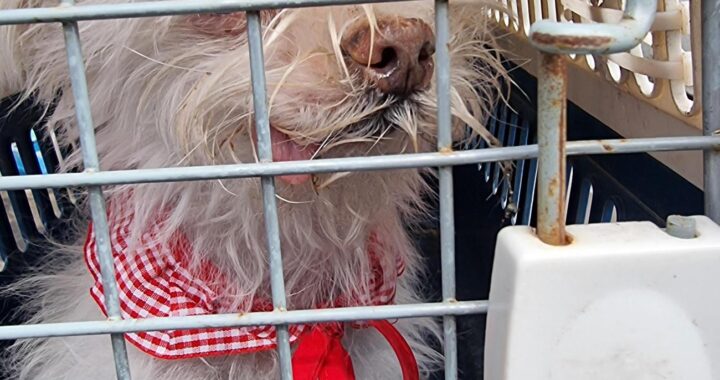 neugle pet 경남 거제 2026 00141