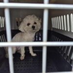 A Wary Bichon Frise’s Hope: Finding a Forever Home from Geoje, South Korea 10 neugle pet 경남 거제 2026 00145