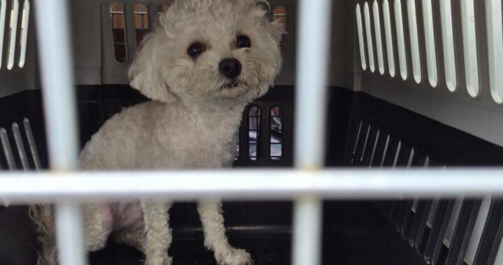 neugle pet 경남 거제 2026 00145